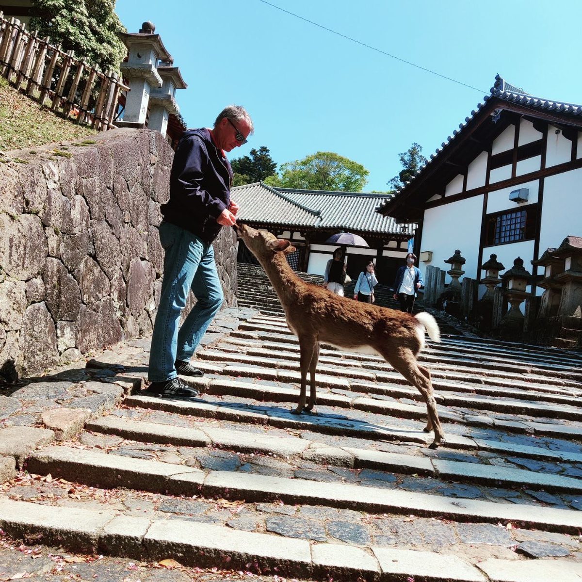 Japan: Nara und die heiligen Rehe