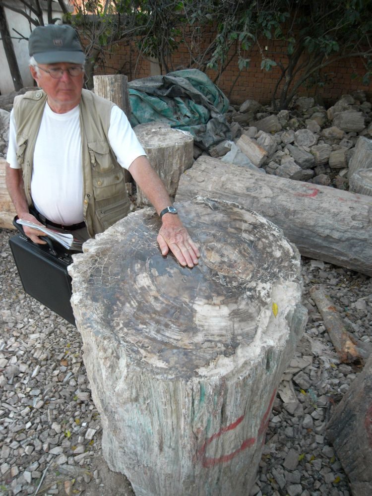 Madagaskar: Fossile Baumstämme