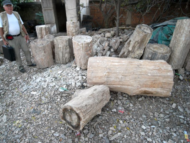 Madagaskar: Fossile Baumstämme