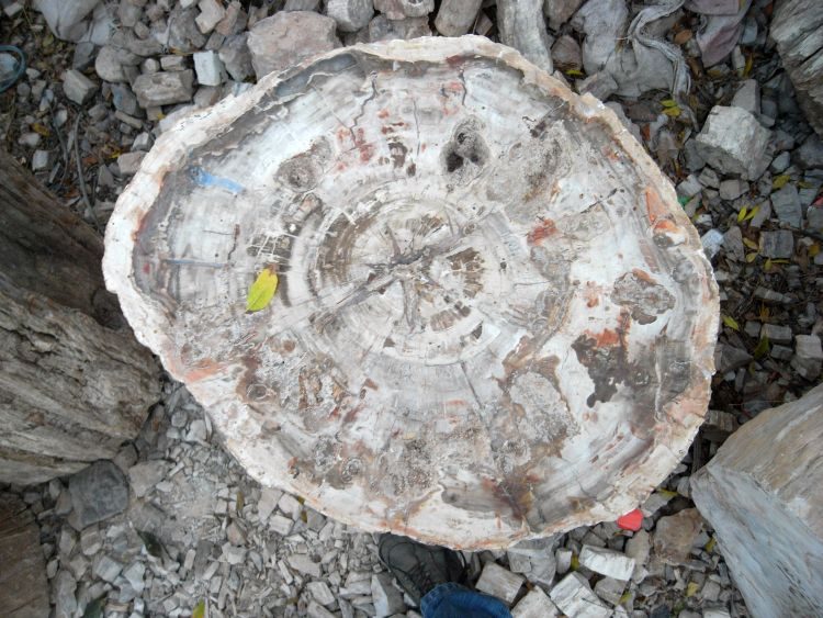 Madagaskar: Fossile Baumstämme