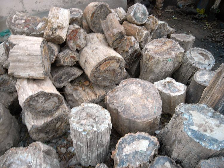 Madagaskar: Fossile Baumstämme