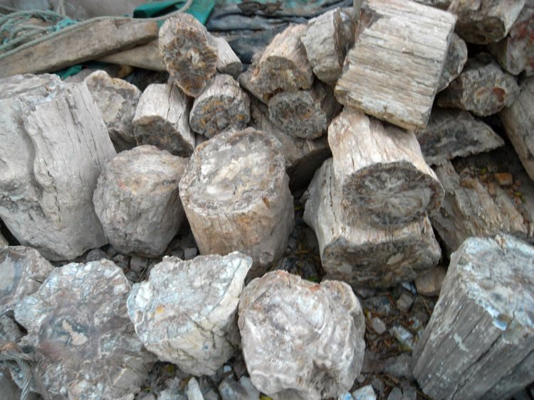 Madagaskar: Fossile Baumstämme
