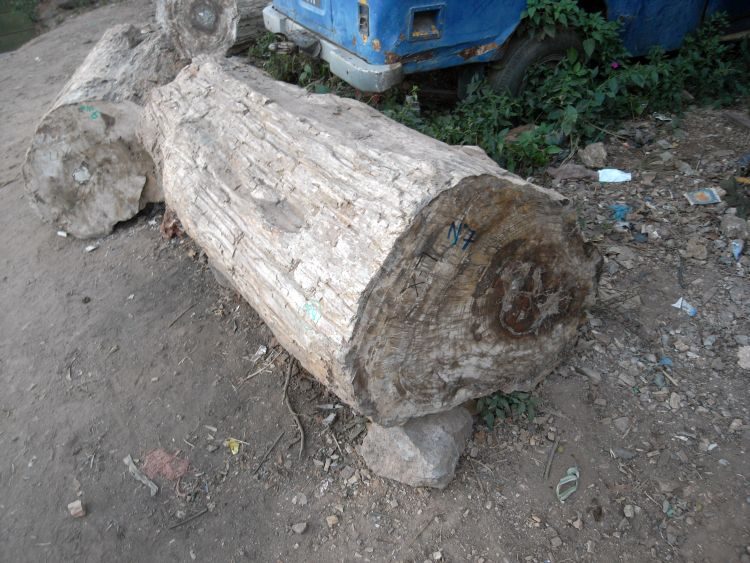 Madagaskar: Fossile Baumstämme