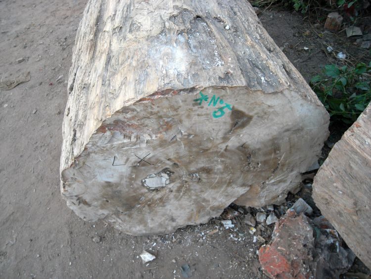 Madagaskar: Fossile Baumstämme