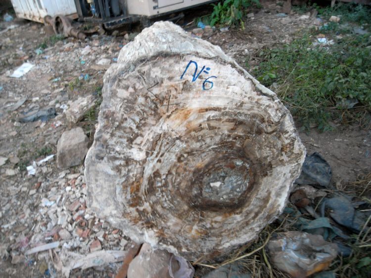 Madagaskar: Fossile Baumstämme