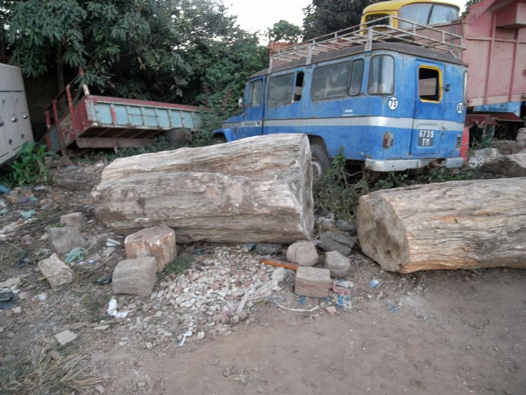 Madagaskar: Fossile Baumstämme