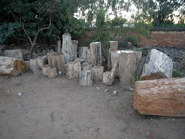 Madagaskar: Fossile Baumstämme