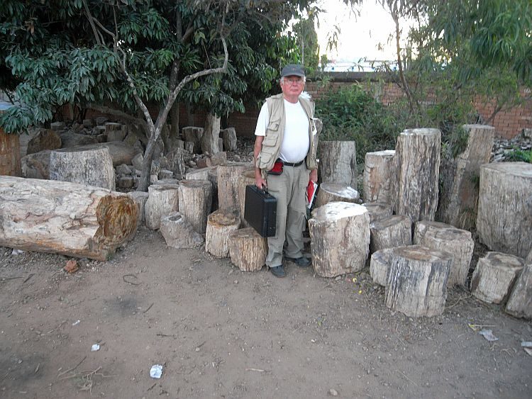 Madagaskar: Fossile Baumstämme