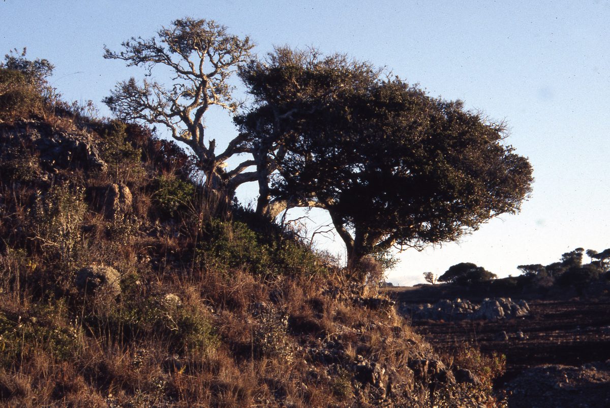 Madagaskar: Fahrt zu weiteren Quarz Minen in der Gegend von Ambotofinandrana, auch nicht so weit von Antsirabe.