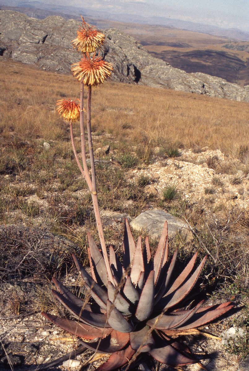 Madagaskar: Unser Camp am Fundort der Bergkristalle mit Fuchsit Phantomen.