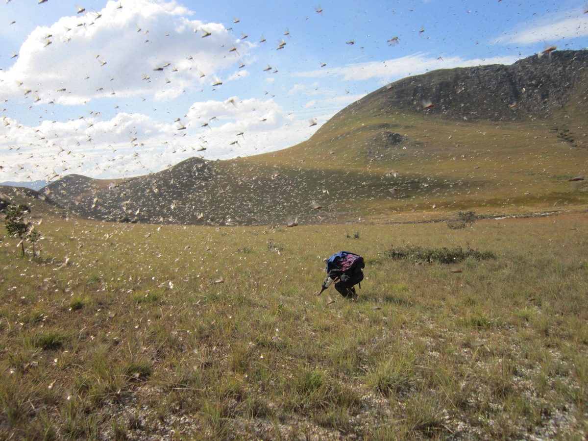 Madagaskar: Heuschreckenschwarm in Maize