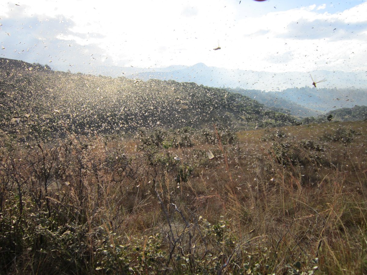 Madagaskar: Heuschreckenschwarm in Maize