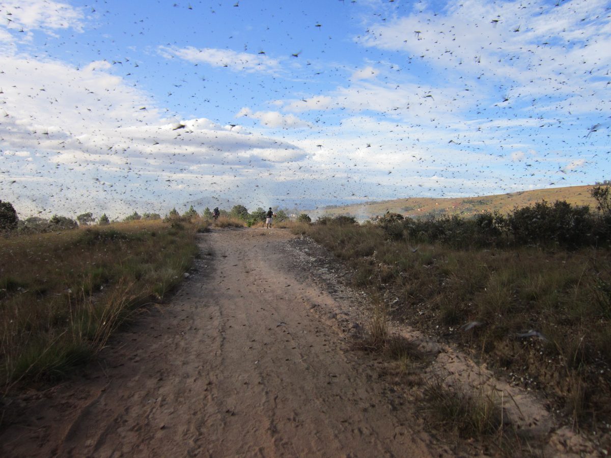 Madagaskar: Heuschreckenschwarm in Maize