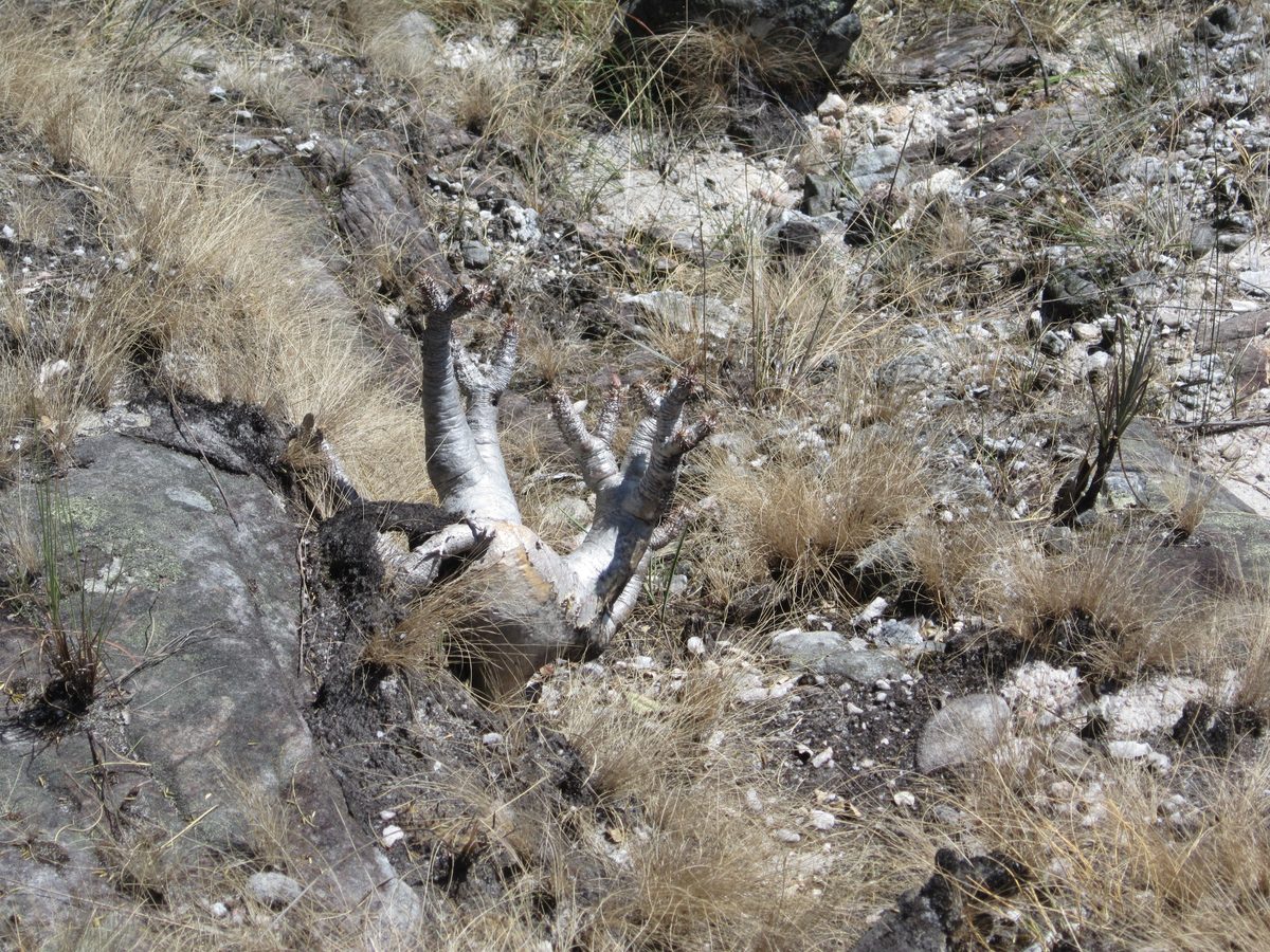 Madagaskar: Exploration nach Bergkristall in den Bergen von Betafo