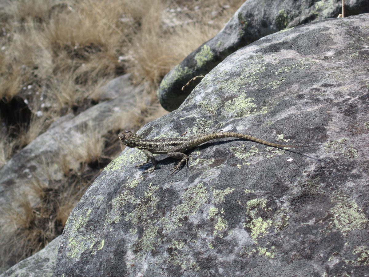 Madagaskar: Exploration nach Bergkristall in den Bergen von Betafo