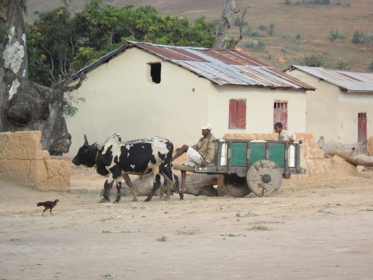 Madagaskar: Aufkäufe direkt vor Ort im Gelände, auch in der Region Betafo