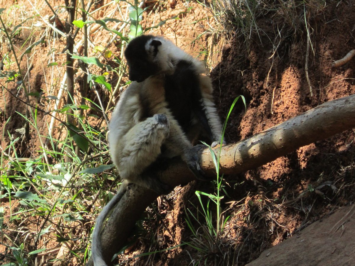 Madagaskar: Der Lemurenpark von Antananarivo
