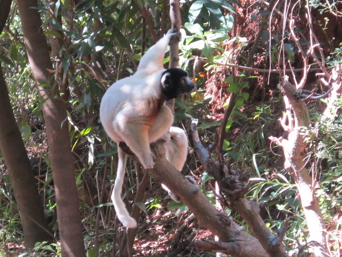 Madagaskar: Der Lemurenpark von Antananarivo