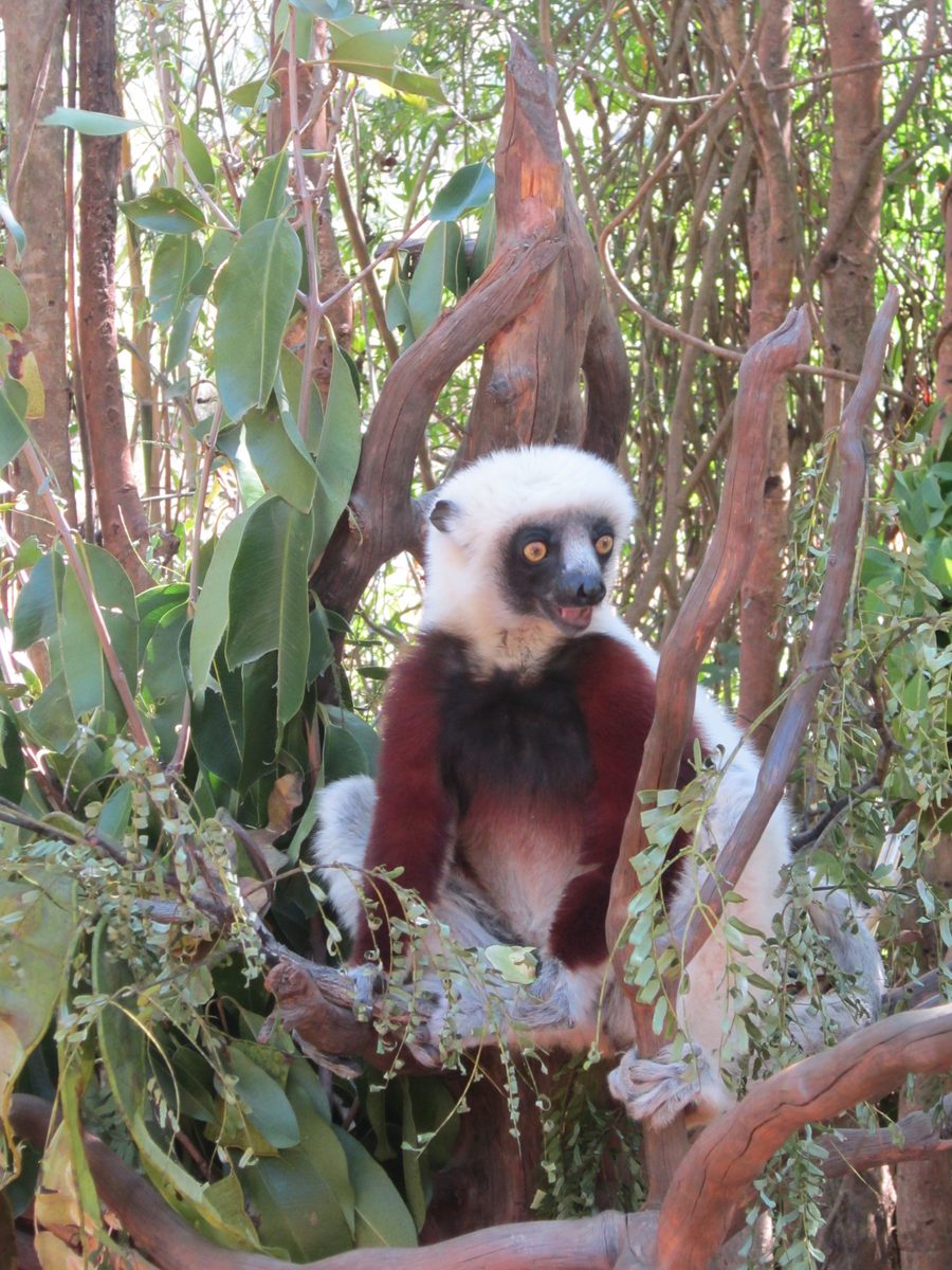 Madagaskar: Der Lemurenpark von Antananarivo