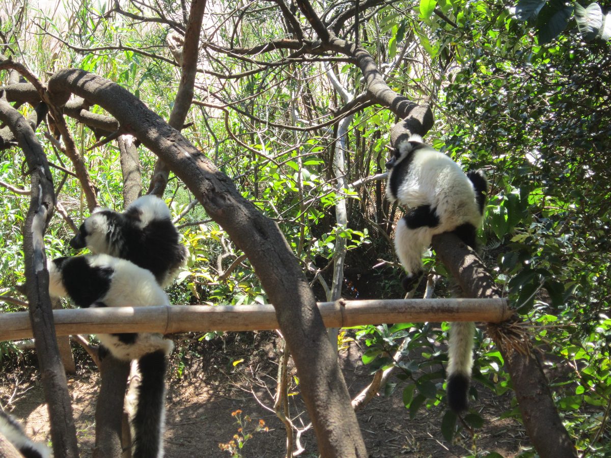 Madagaskar: Der Lemurenpark von Antananarivo