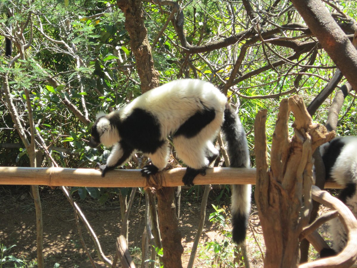 Madagaskar: Der Lemurenpark von Antananarivo