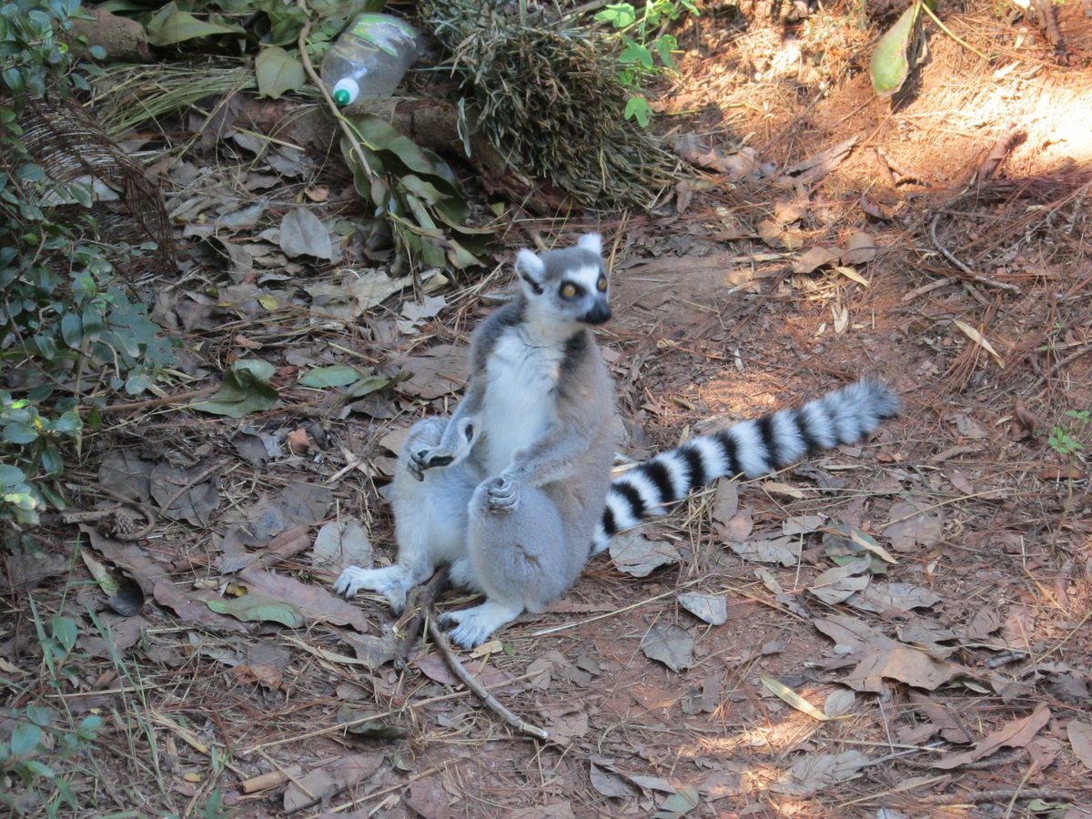 Madagaskar: Der Lemurenpark von Antananarivo