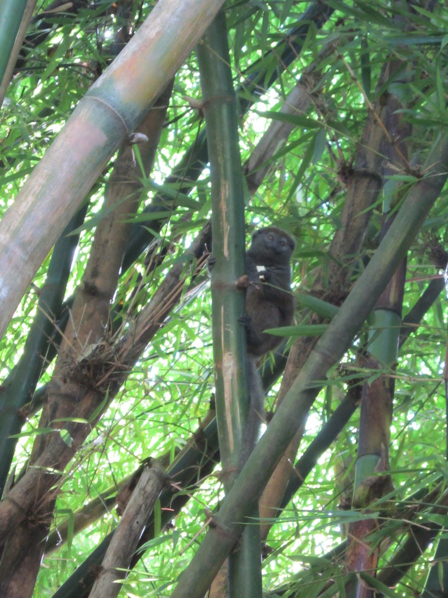 Madagaskar: Der Lemurenpark von Antananarivo