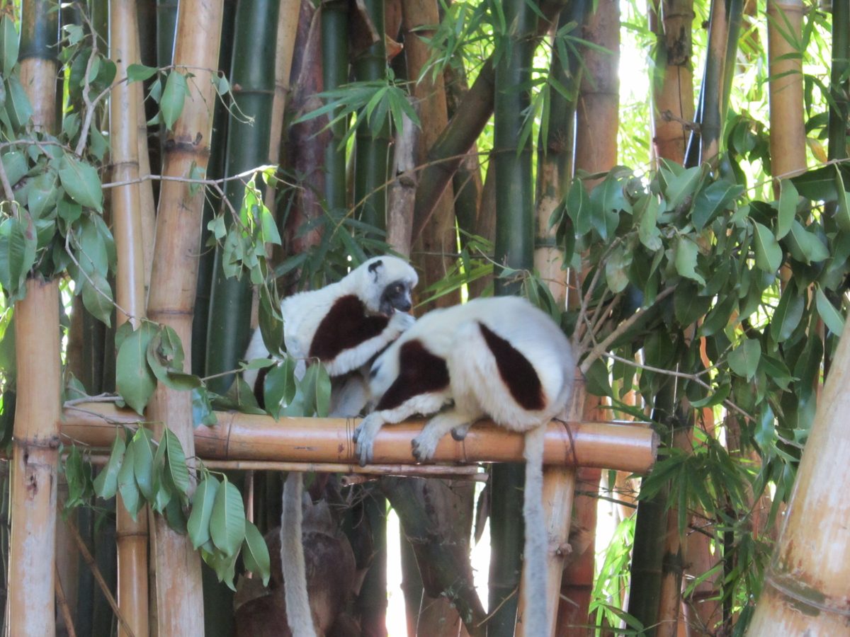 Madagaskar: Der Lemurenpark von Antananarivo