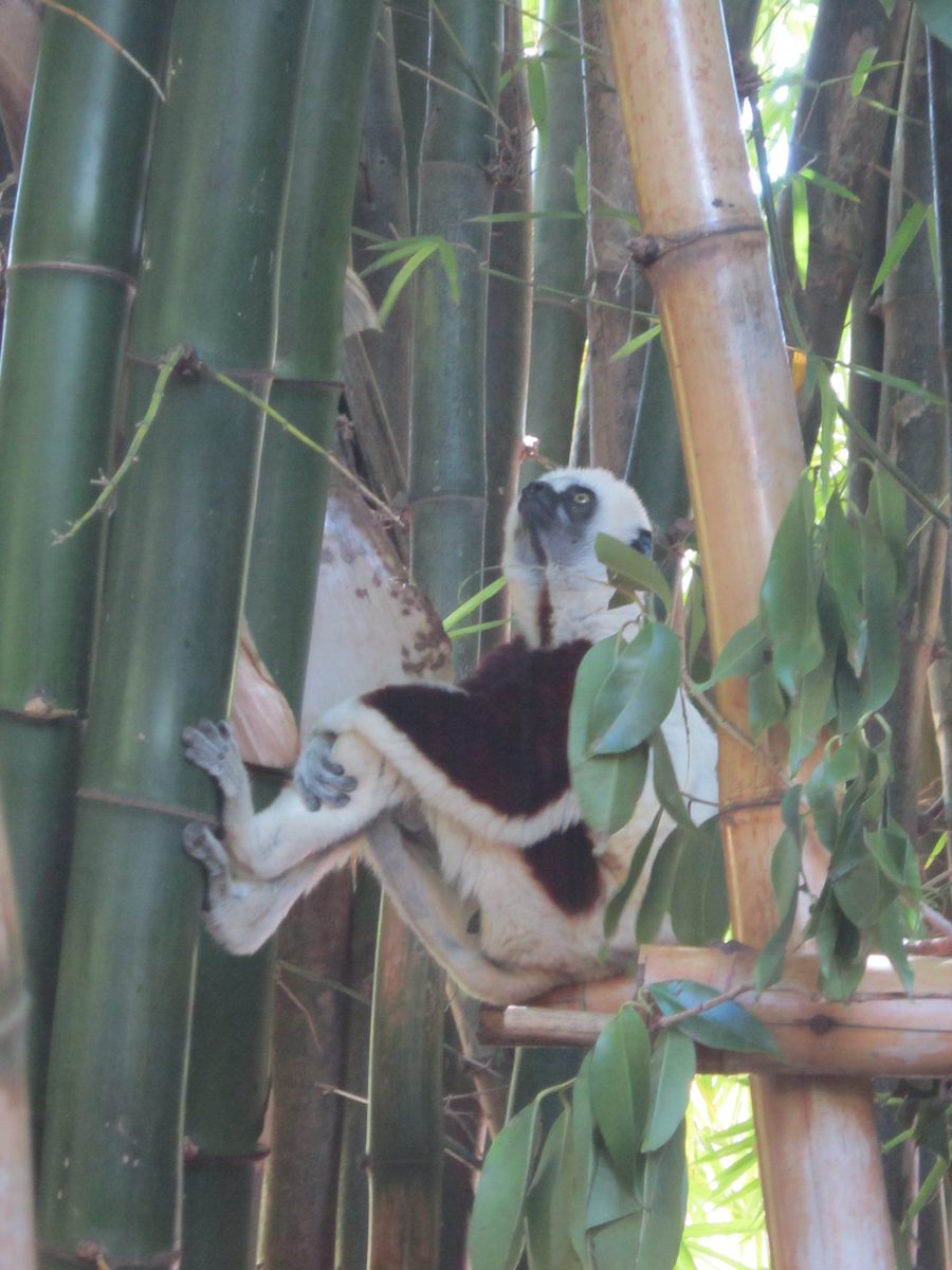 Madagaskar: Der Lemurenpark von Antananarivo