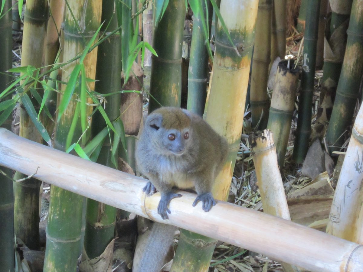 Madagaskar: Der Lemurenpark von Antananarivo