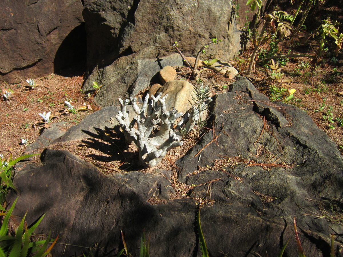 Madagaskar: Der Lemurenpark von Antananarivo