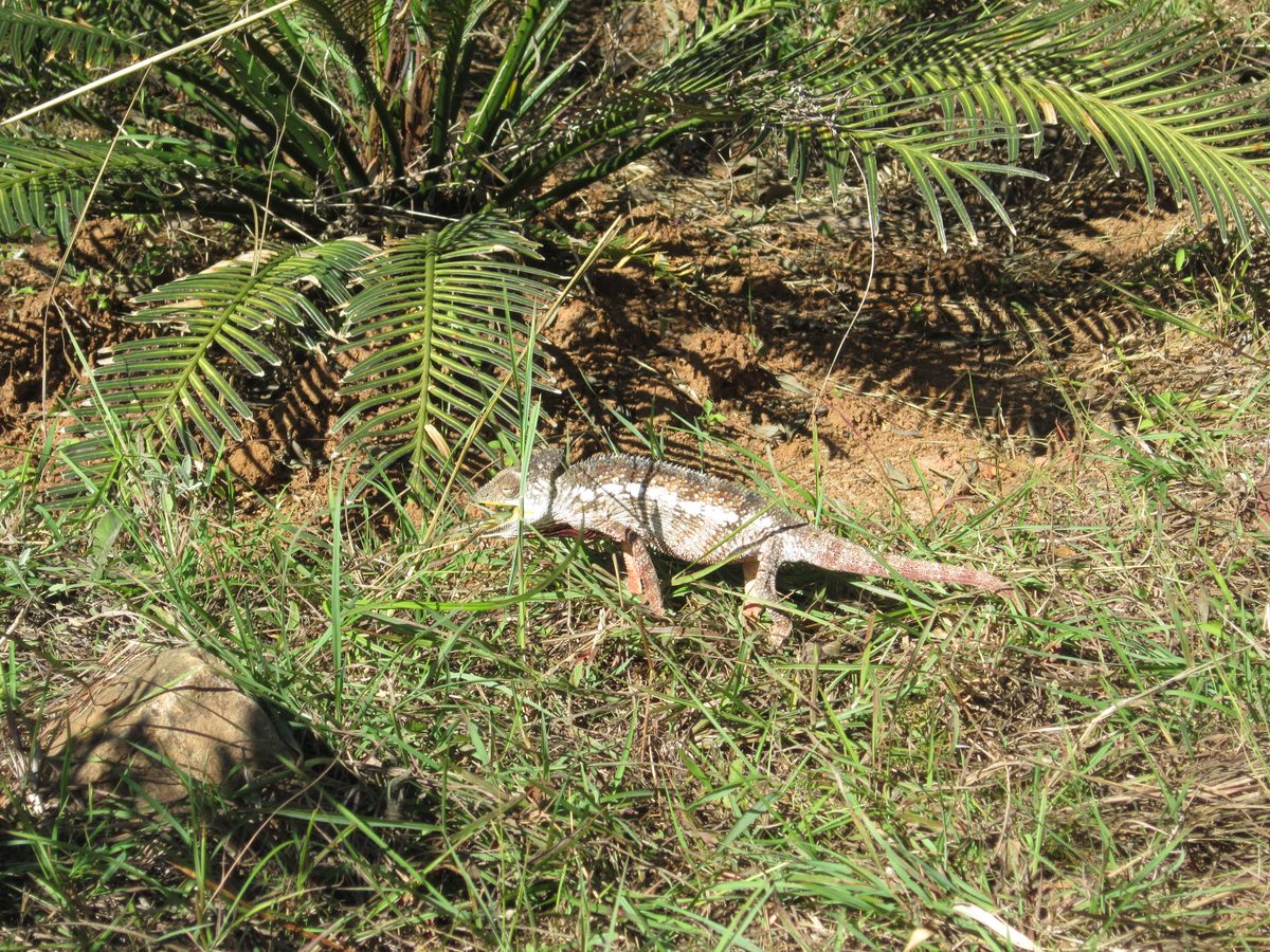 Madagaskar: Der Lemurenpark von Antananarivo