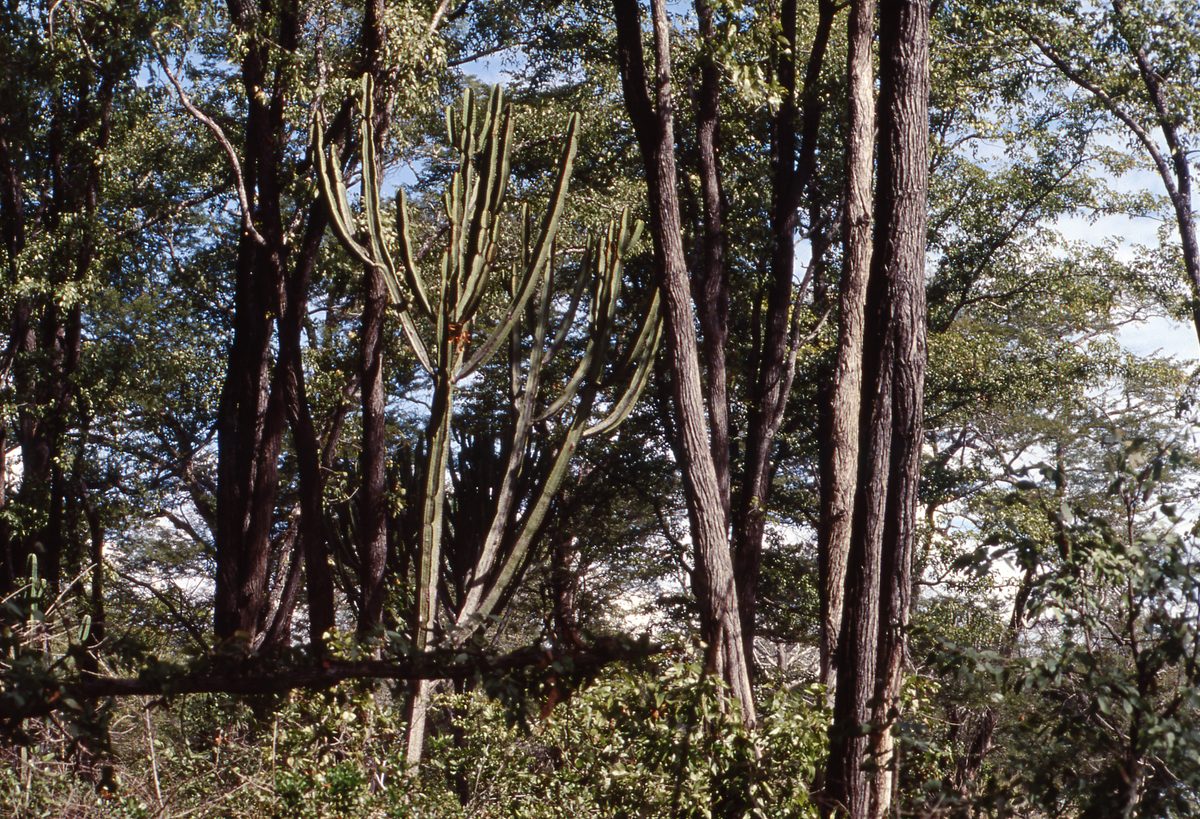 Malawi: Zomba Plateau (Mt. Malosa)