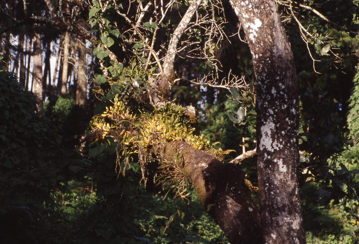 Malawi: Zomba Plateau (Mt. Malosa)