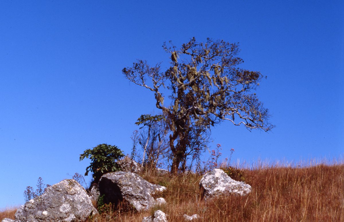 Malawi: Zomba Plateau (Mt. Malosa)