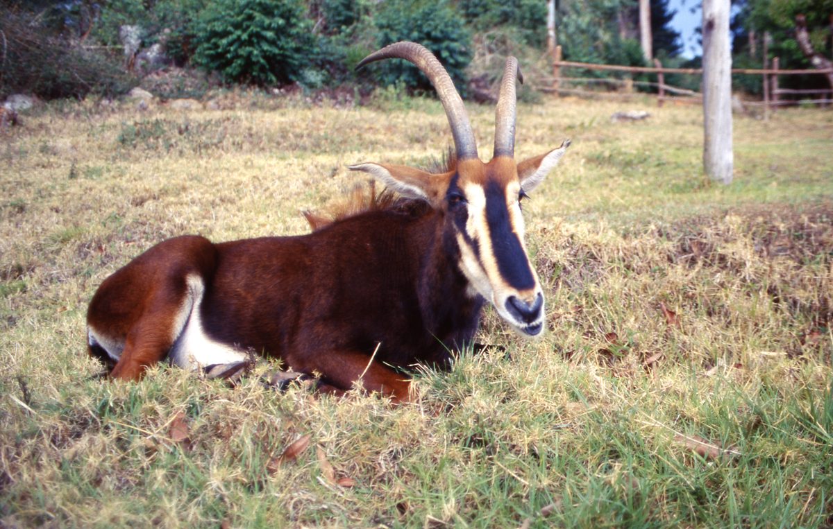 Malawi: Das Haustier im Garten des Colonel auf Zomba Plateau