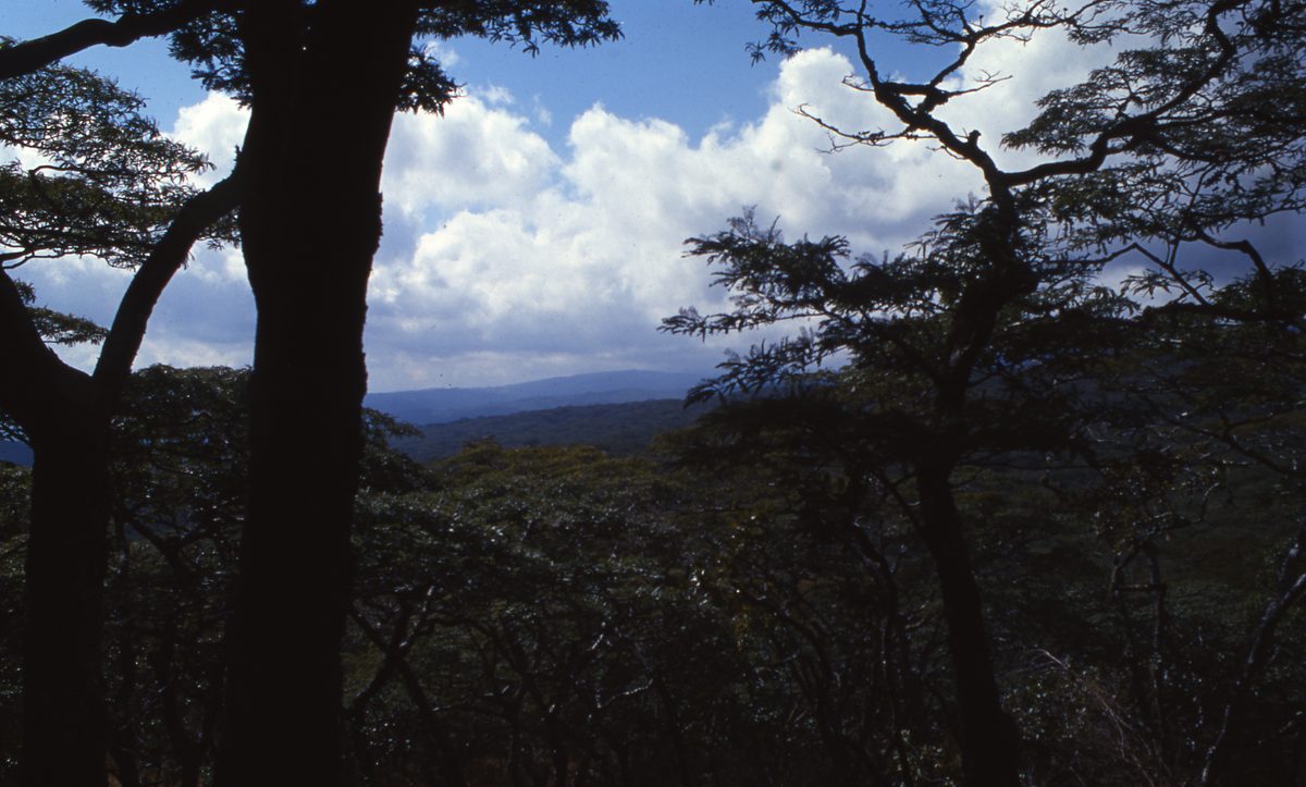 Malawi: Zomba Plateau (Mt. Malosa)