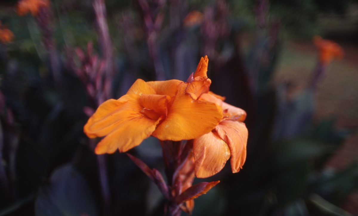 Malawi: Zomba Plateau (Mt. Malosa)