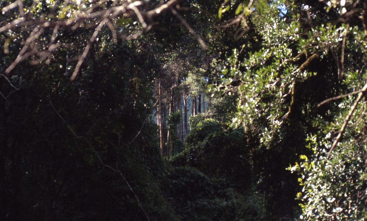Malawi: Zomba Plateau (Mt. Malosa)