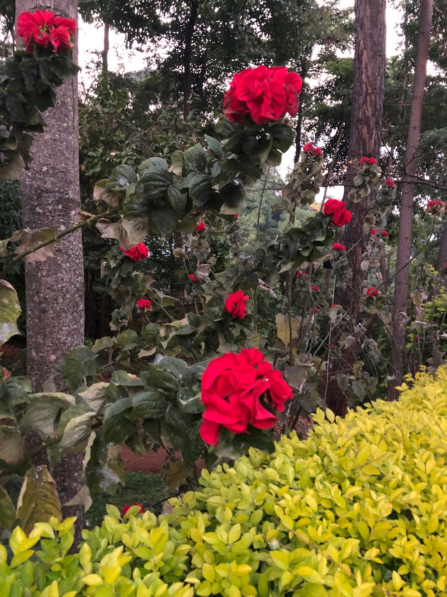 Malawi: Zomba Plateau (Mt. Malosa)