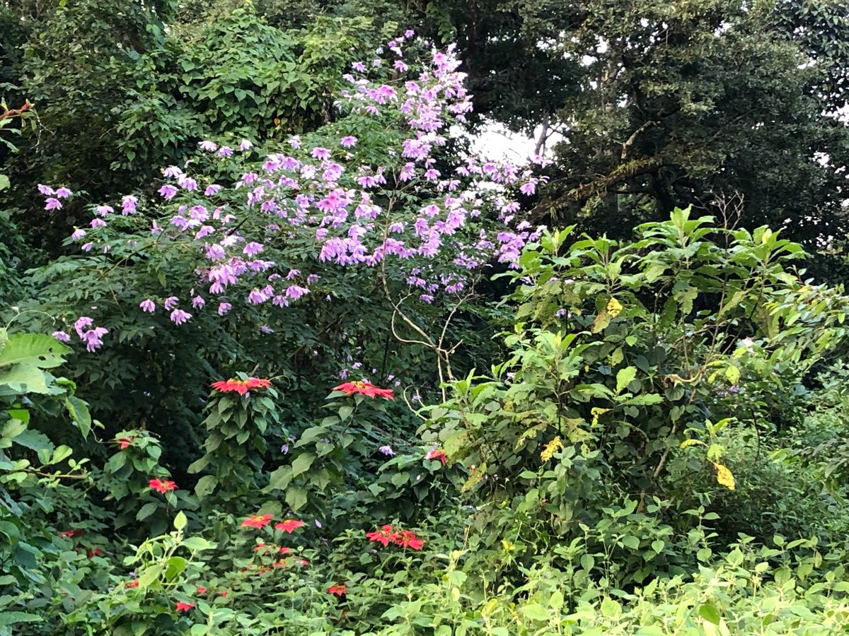 Malawi: Zomba Plateau (Mt. Malosa)