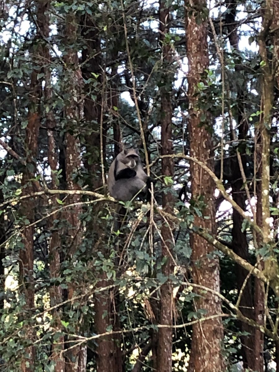 Malawi: Zomba Plateau (Mt. Malosa)