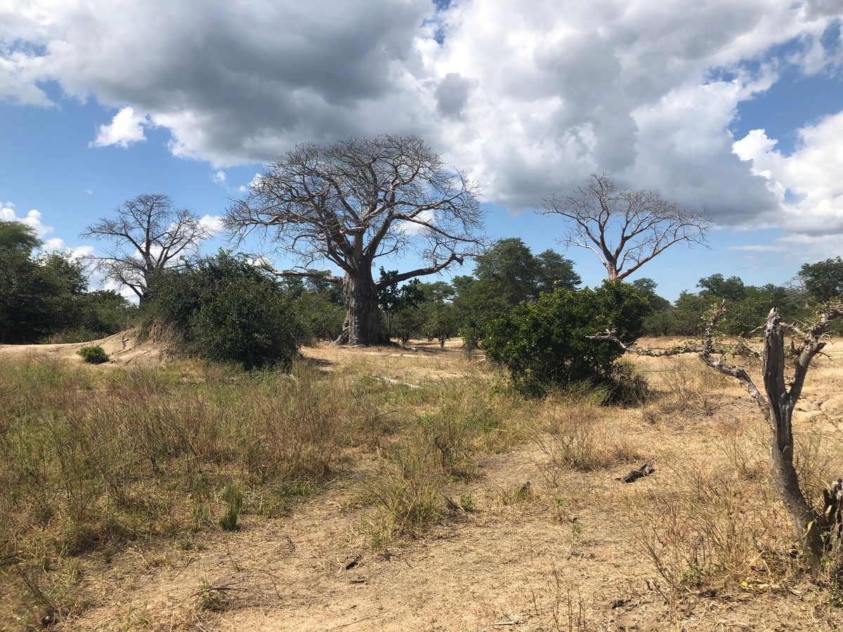 Malawi: Tundulu Hill mit tollen UV-Mineralien im Karbonatit, mittig im Liwonde Nationalpark gelegen. Das Sam