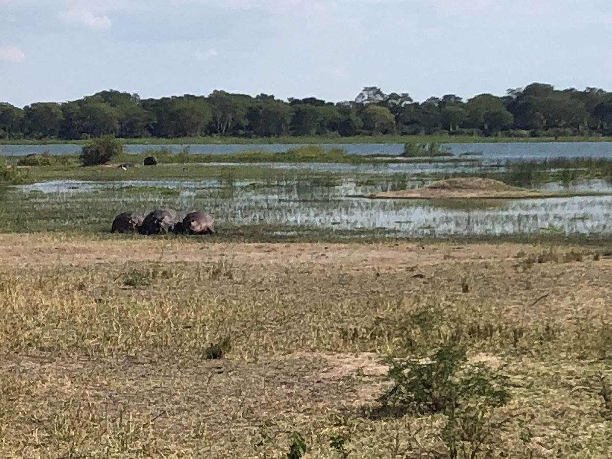 Malawi: Tundulu Hill mit tollen UV-Mineralien im Karbonatit, mittig im Liwonde Nationalpark gelegen. Das Sam