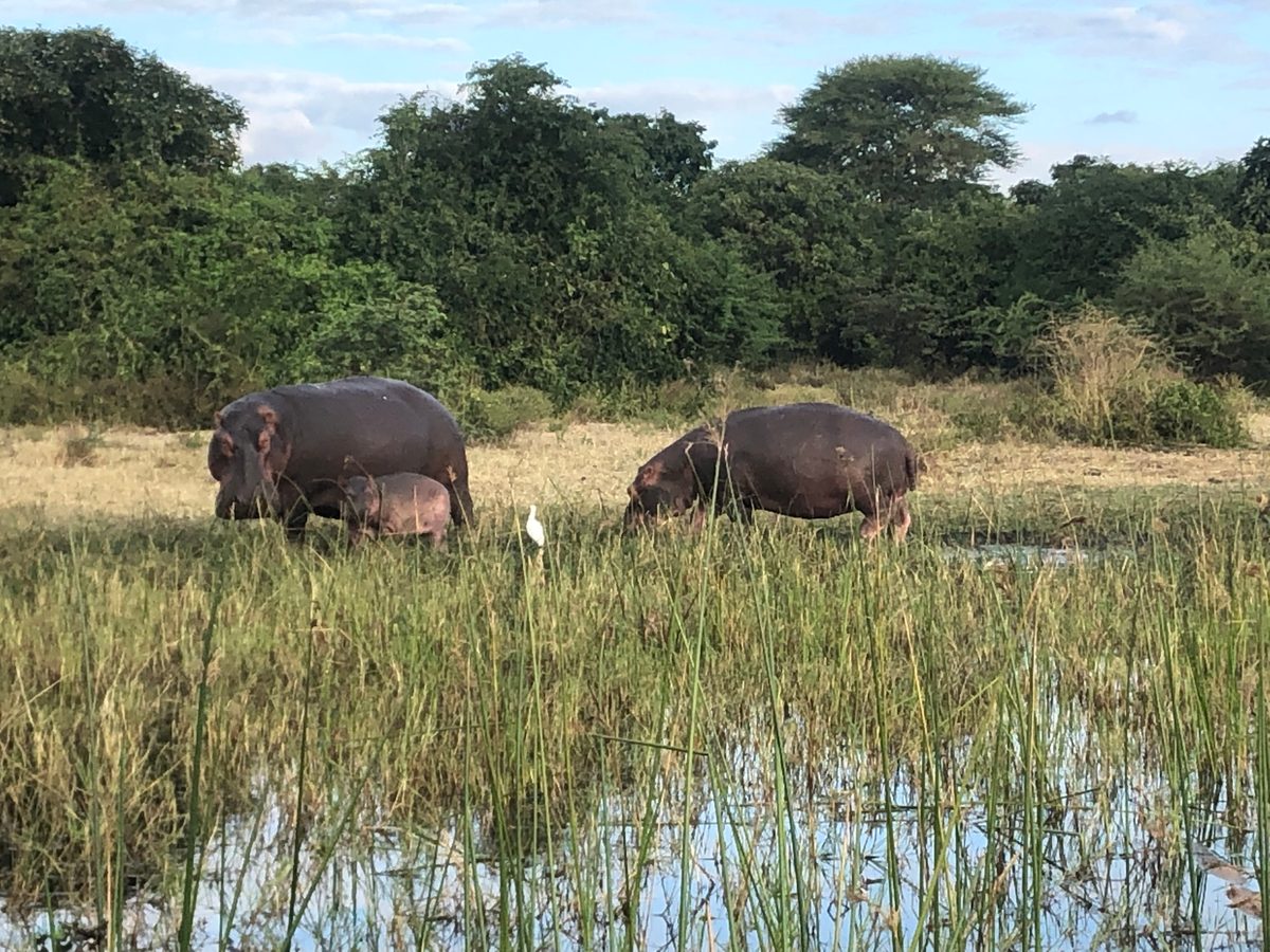 Malawi: Tundulu Hill mit tollen UV-Mineralien im Karbonatit, mittig im Liwonde Nationalpark gelegen. Das Sam