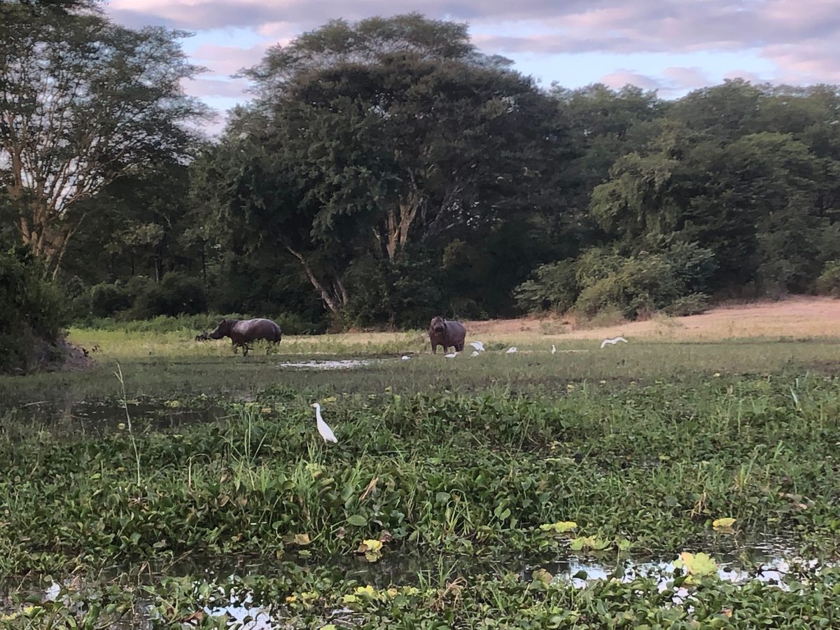 Malawi: Tundulu Hill mit tollen UV-Mineralien im Karbonatit, mittig im Liwonde Nationalpark gelegen. Das Sam