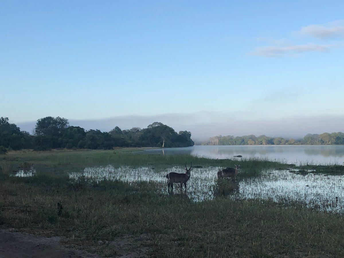 Malawi: Tundulu Hill mit tollen UV-Mineralien im Karbonatit, mittig im Liwonde Nationalpark gelegen. Das Sam