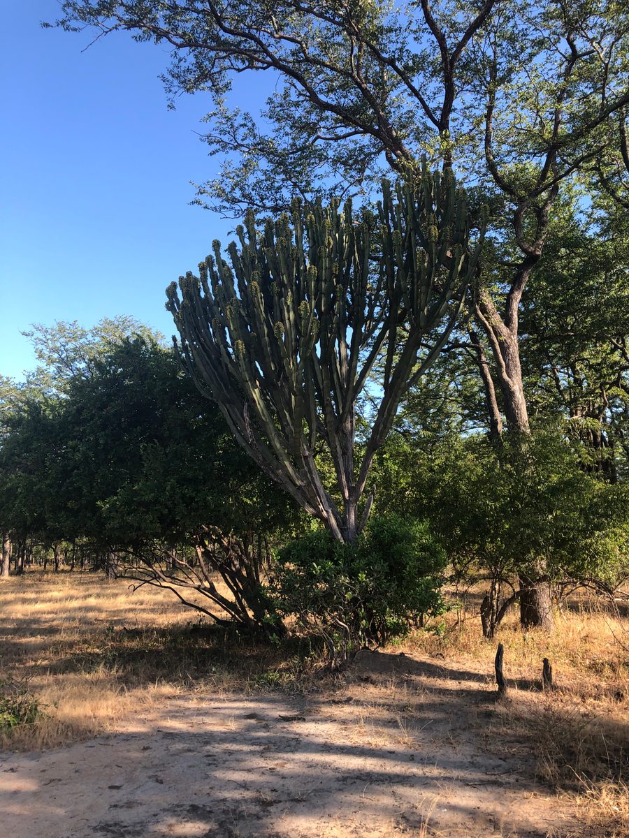 Malawi: Tundulu Hill mit tollen UV-Mineralien im Karbonatit, mittig im Liwonde Nationalpark gelegen. Das Sam