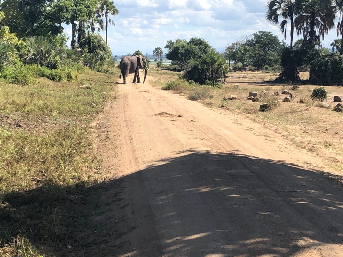 Malawi: Tundulu Hill mit tollen UV-Mineralien im Karbonatit, mittig im Liwonde Nationalpark gelegen. Das Sam