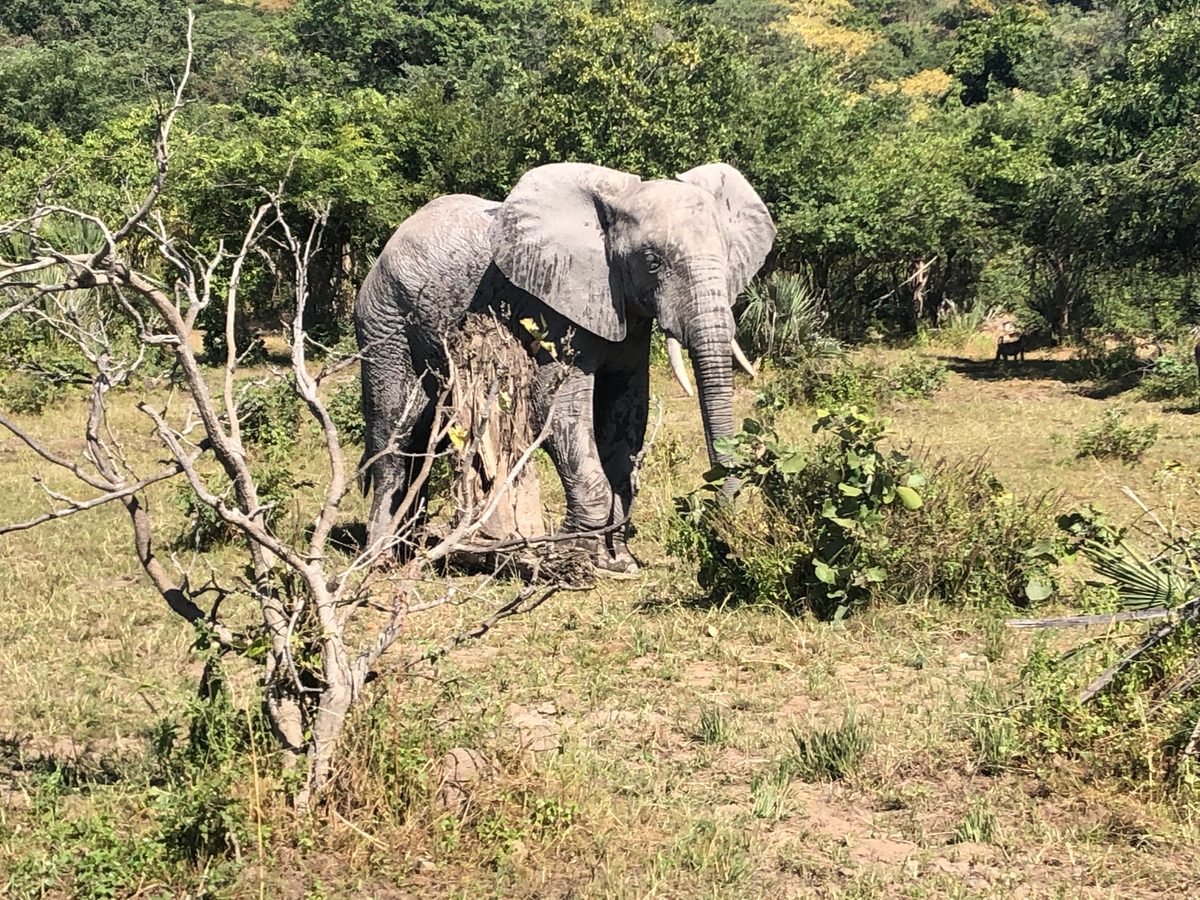 Malawi: Tundulu Hill mit tollen UV-Mineralien im Karbonatit, mittig im Liwonde Nationalpark gelegen. Das Sam